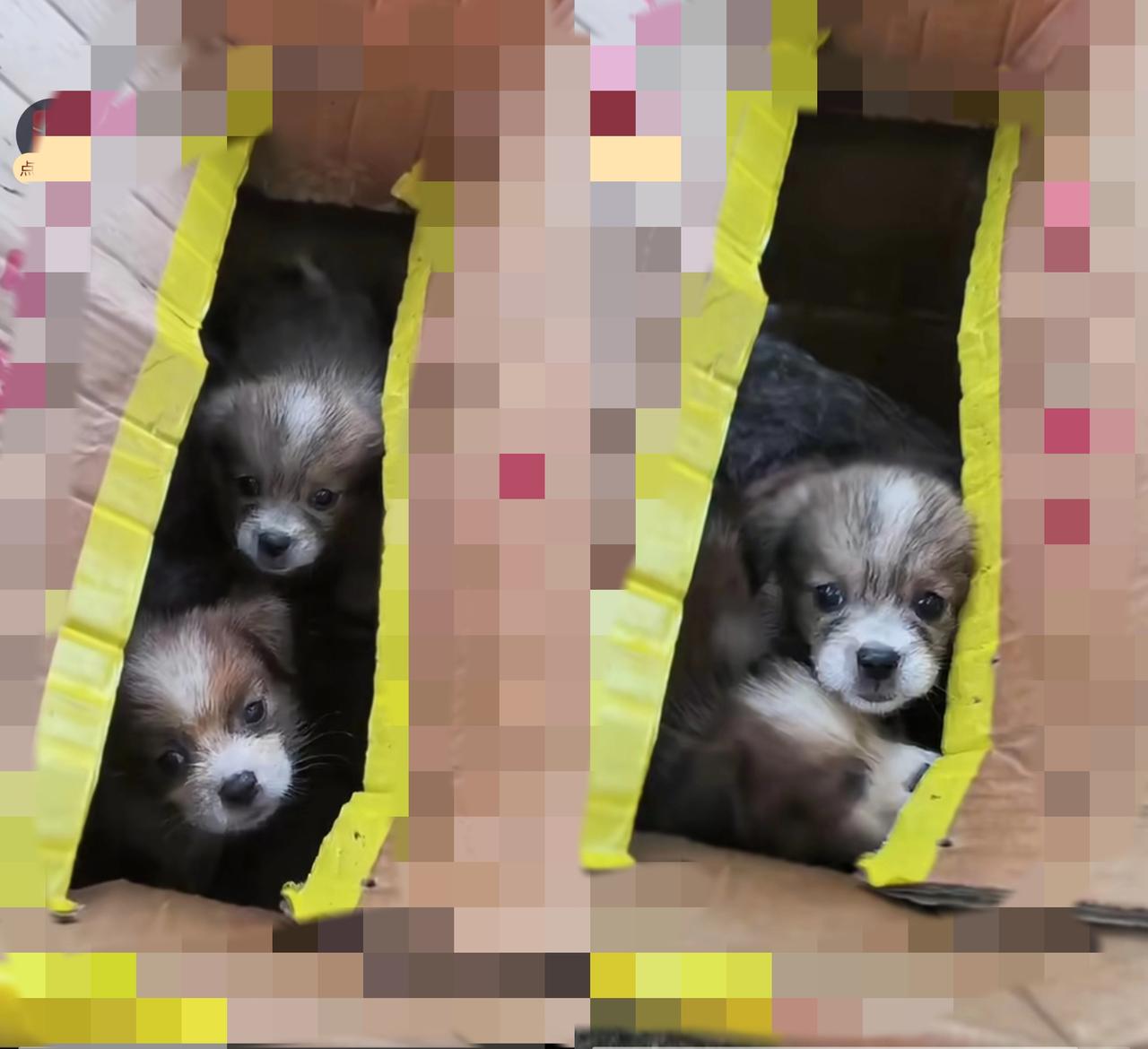家人们谁懂啊！遇到被遗弃的小狗，捡还是不捡？
 
        今天出门，在路