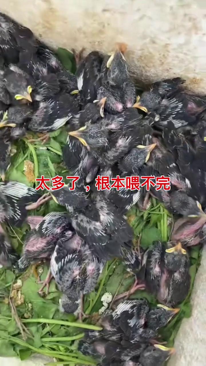 太多了，根本喂不完。