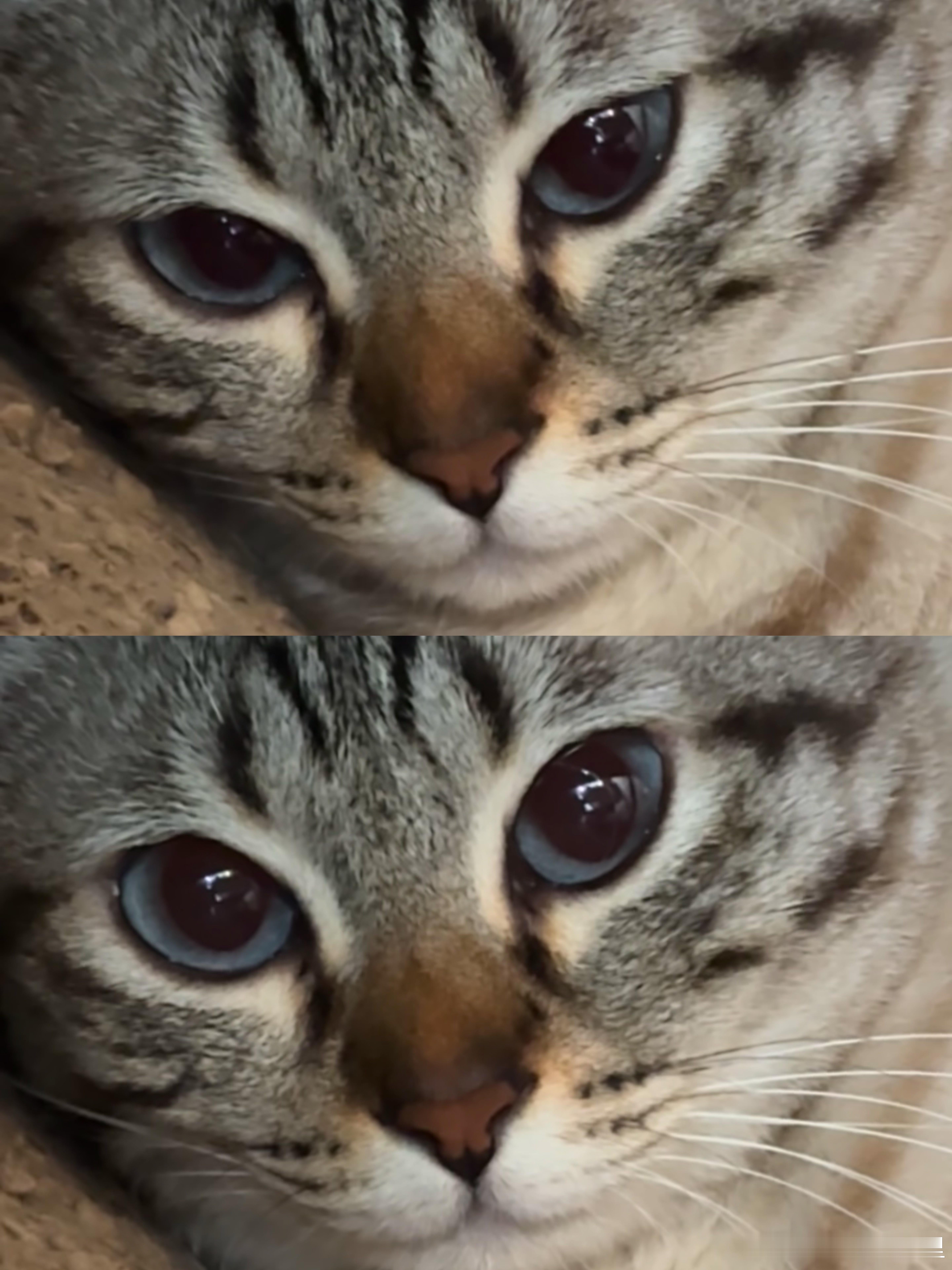 怎么会有小猫听到吃饭，眼神立马就不一样了hhhhh ​​​