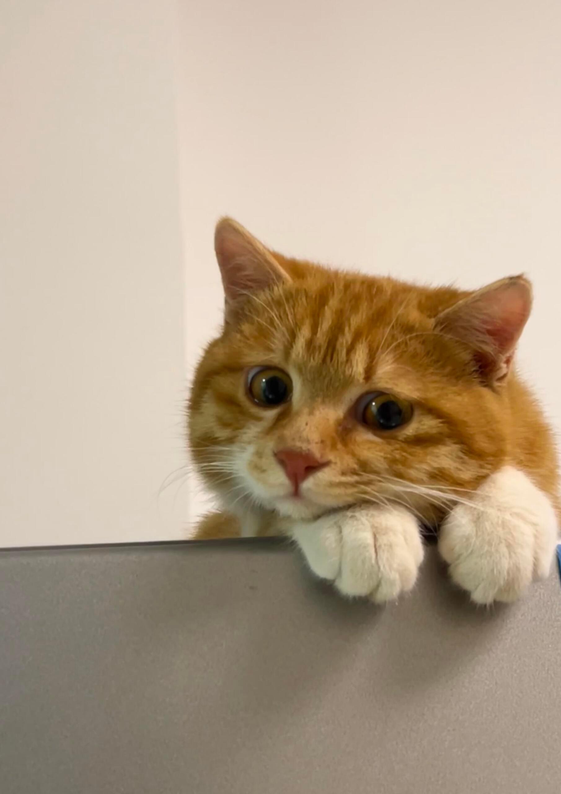 人，可以帮我开下冰箱吗 