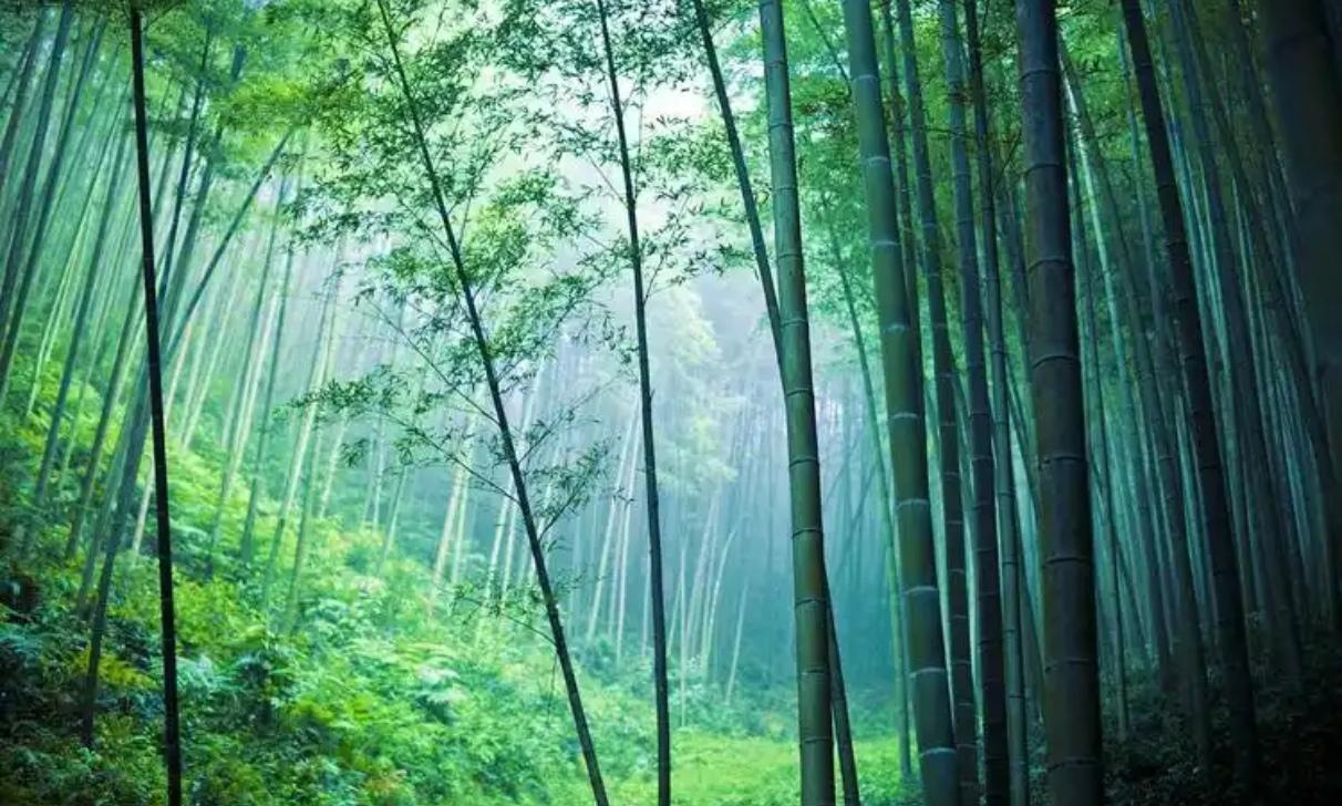 连绵翠竹层峦铺展，绵延覆尽群山，耒水蜿蜒缠绕林间，碧水青竹相互映衬。山风漫过山林