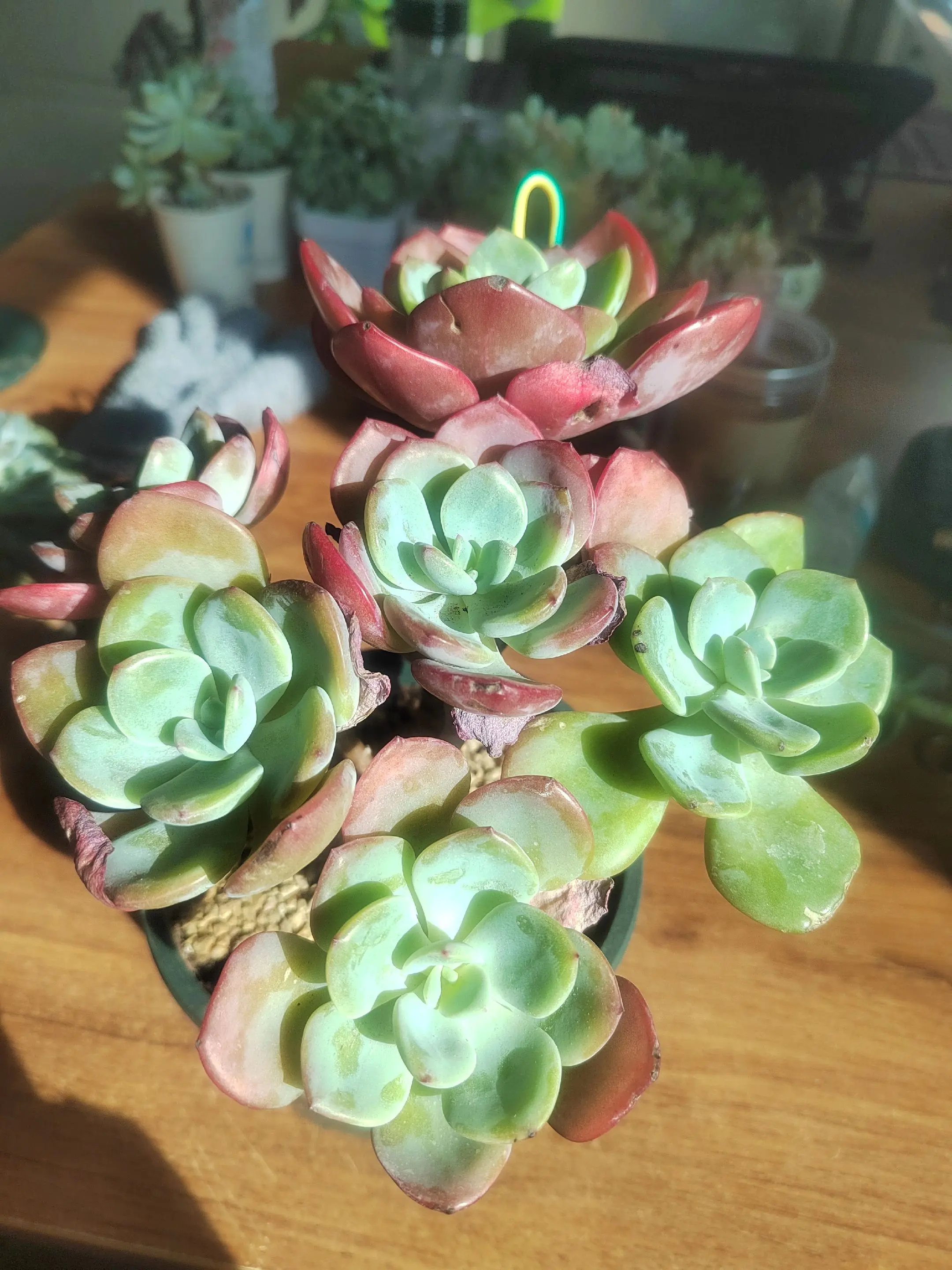 听听音乐，看看花！