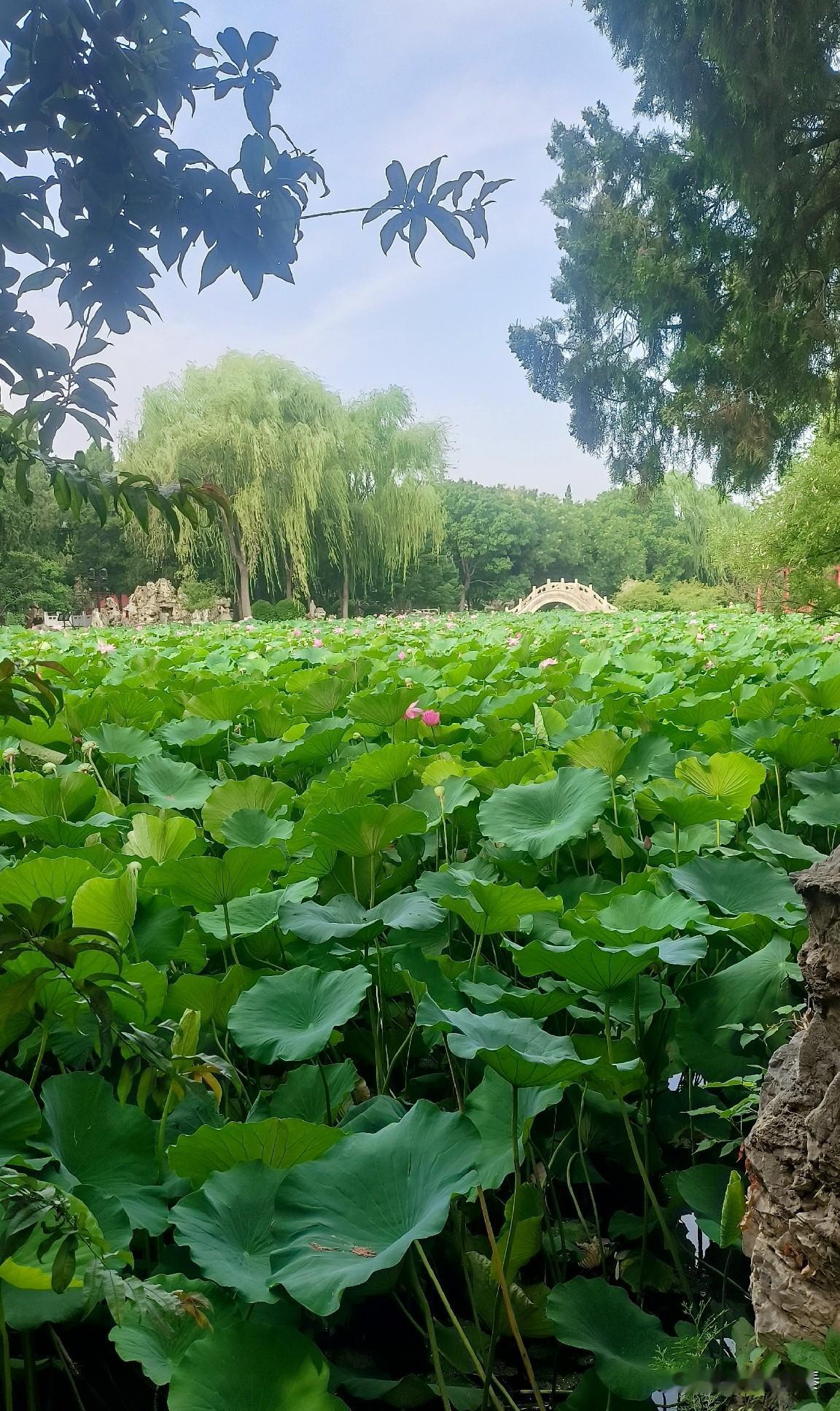 昨天上莲池游玩，坐在亭子里休息时无意间听到两位老先生闲聊。

一位灰帽老先生问白