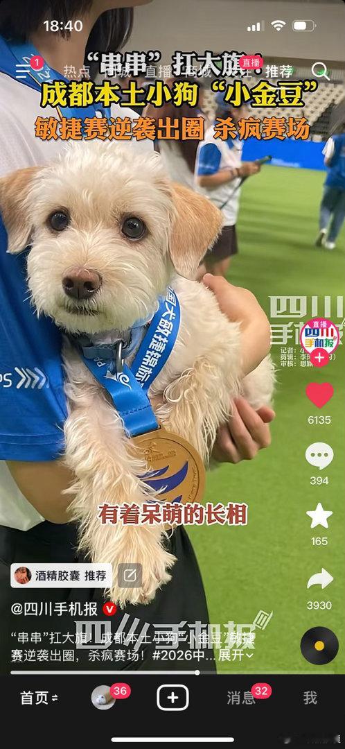 好萌！！！！！不靠血统靠敏捷获胜的成都宝宝 