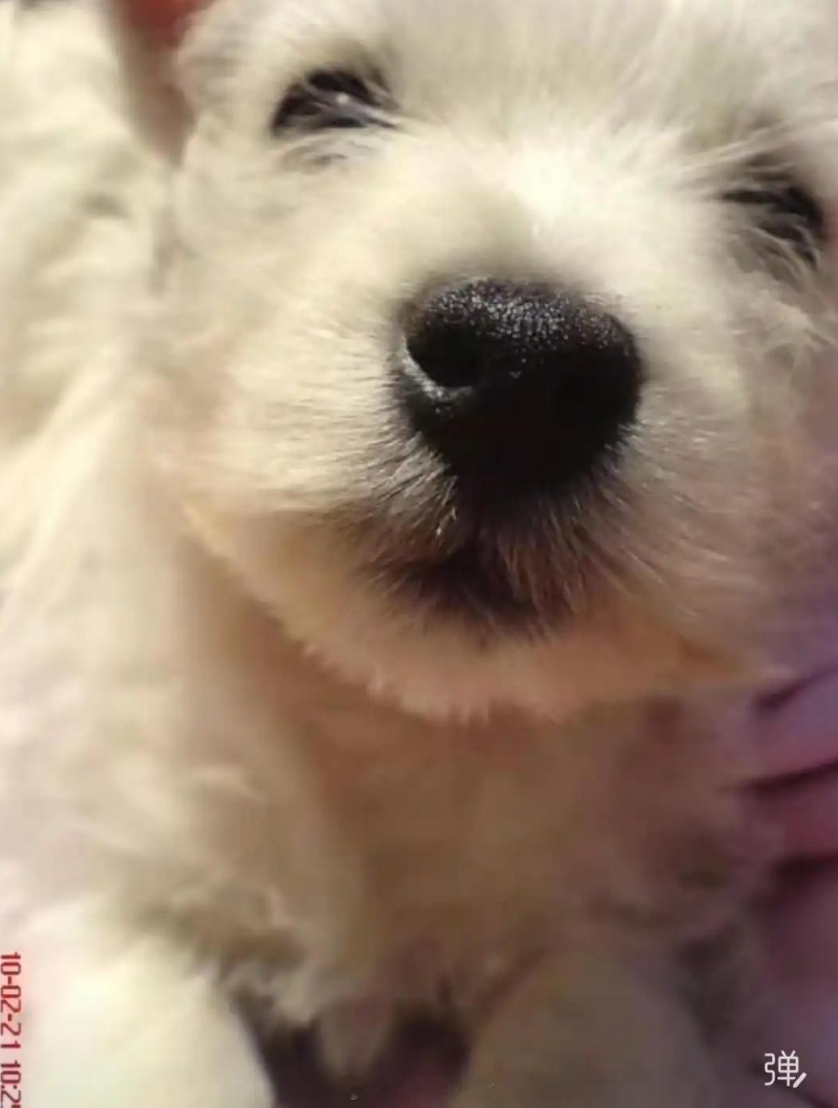 男子毒死9条宠物狗一审宣判 法院以“投放危险物质罪”，判处被告人张某某有期徒刑四