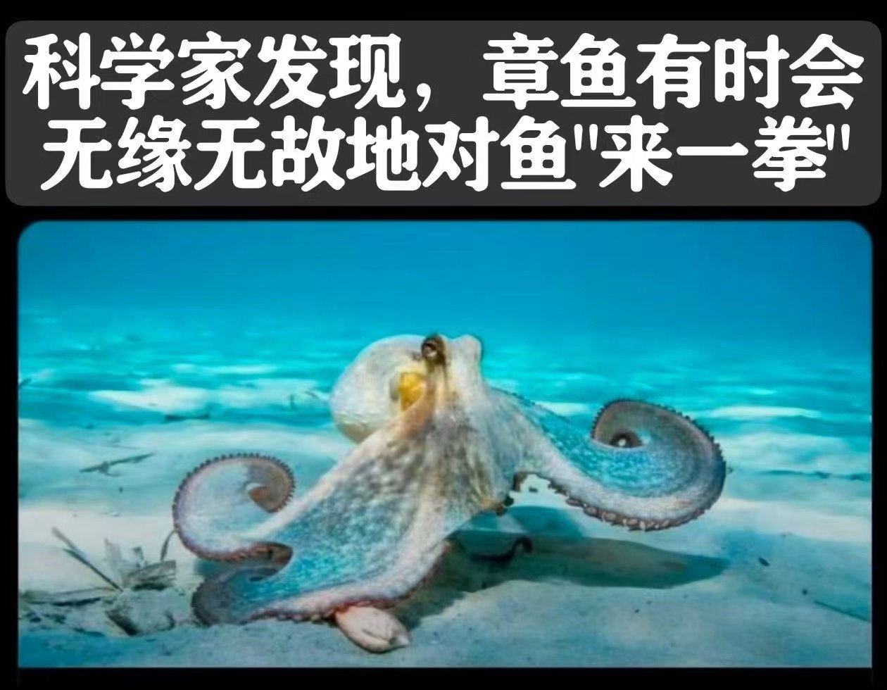 他妈的鱼 ​​​