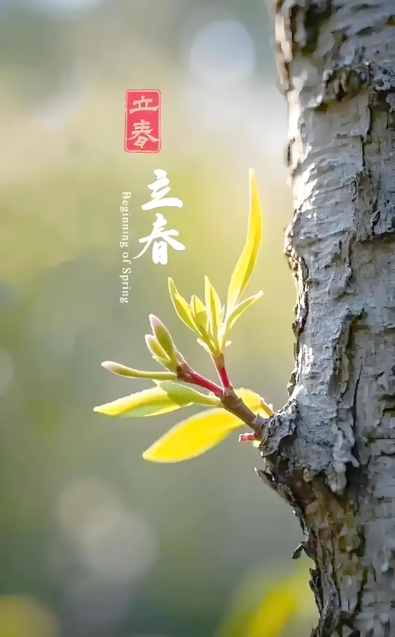 今日立春，万物复苏，你们当地立春又有什么习俗。