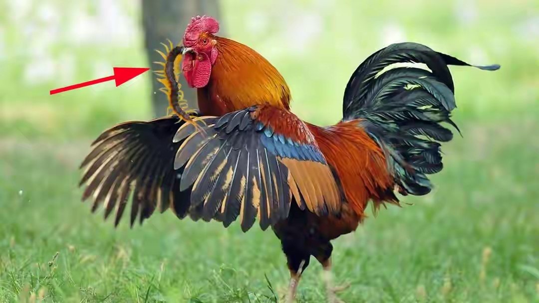 鸡是一种很神奇的动物，它们吃各种虫子，青虫、蚂蚁、肉虫、蚯蚓、蜈蚣等等，它们居然