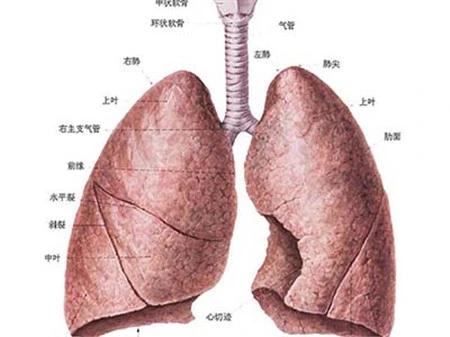 补肺最大的王牌是健脾！这1个中成药，助你通鼻窍、散风寒

春日鼻炎之困

你是否