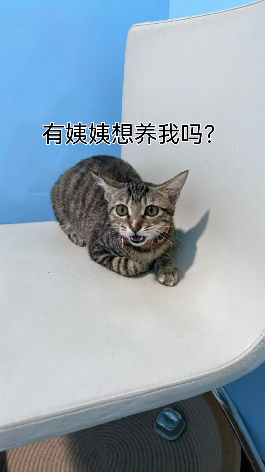 我们的小麻酱也超可爱，有希望有个家吗？唉！流浪猫深圳领养