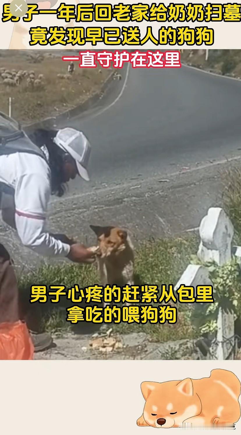 感人啊！事实证明，天下最忠诚的还是狗狗啊！老人去世了，儿女也不会做到，只有狗狗[