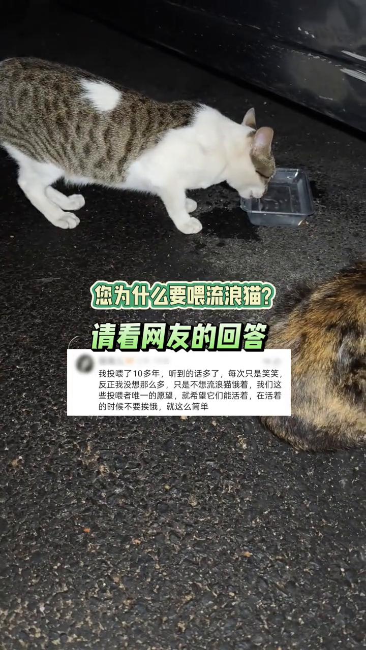 您为什么要喂流浪猫？请看网友的回答。
我投喂了10多年，听到的话多了，每次只是笑