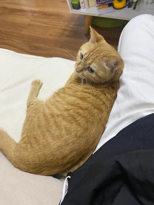 看起来就很好欺负的亚子