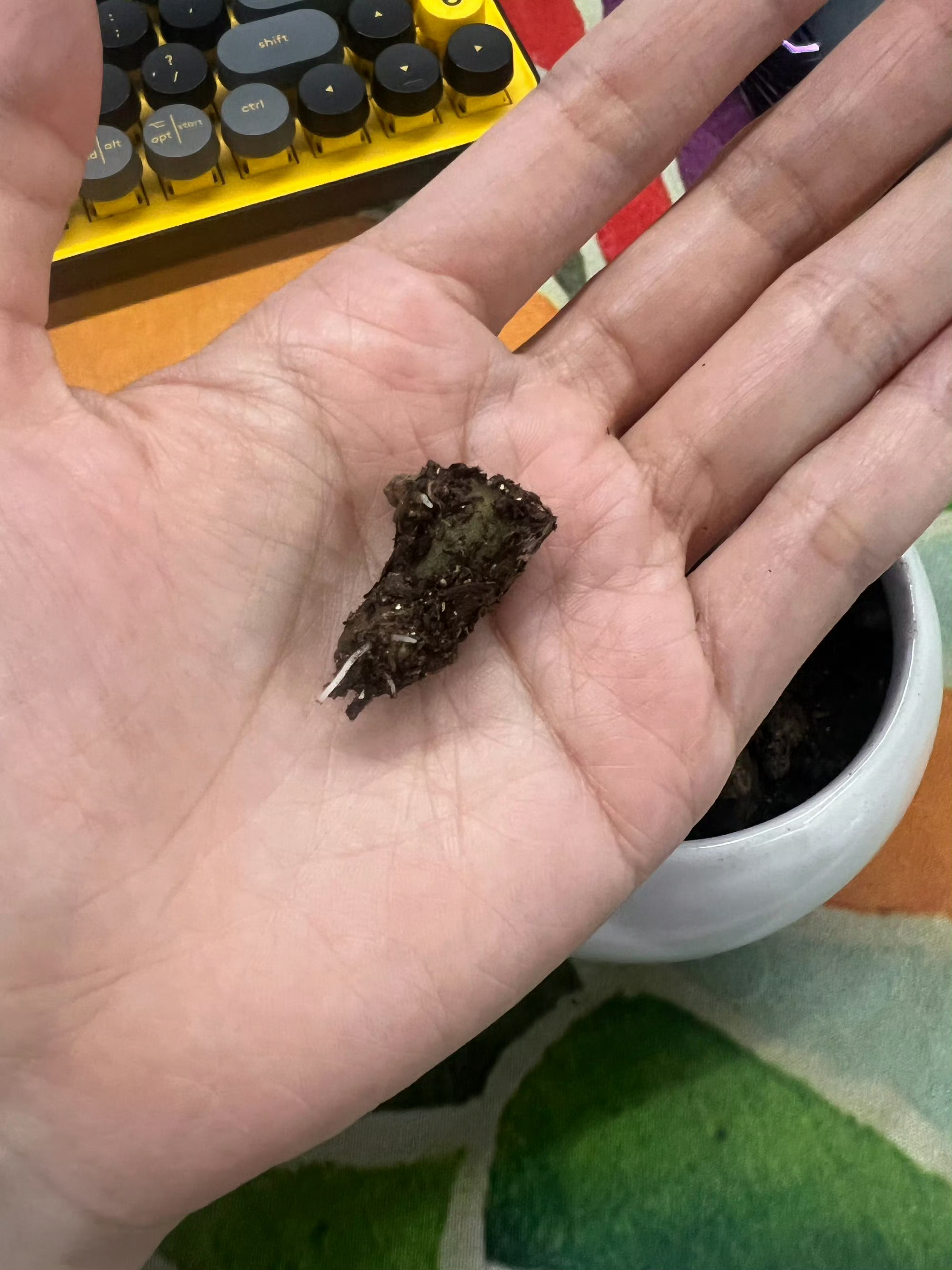小三七已经偷偷长得这～～～～～～～么高了！！！ 