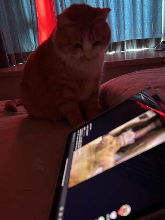 原来小猫咪也爱看电视