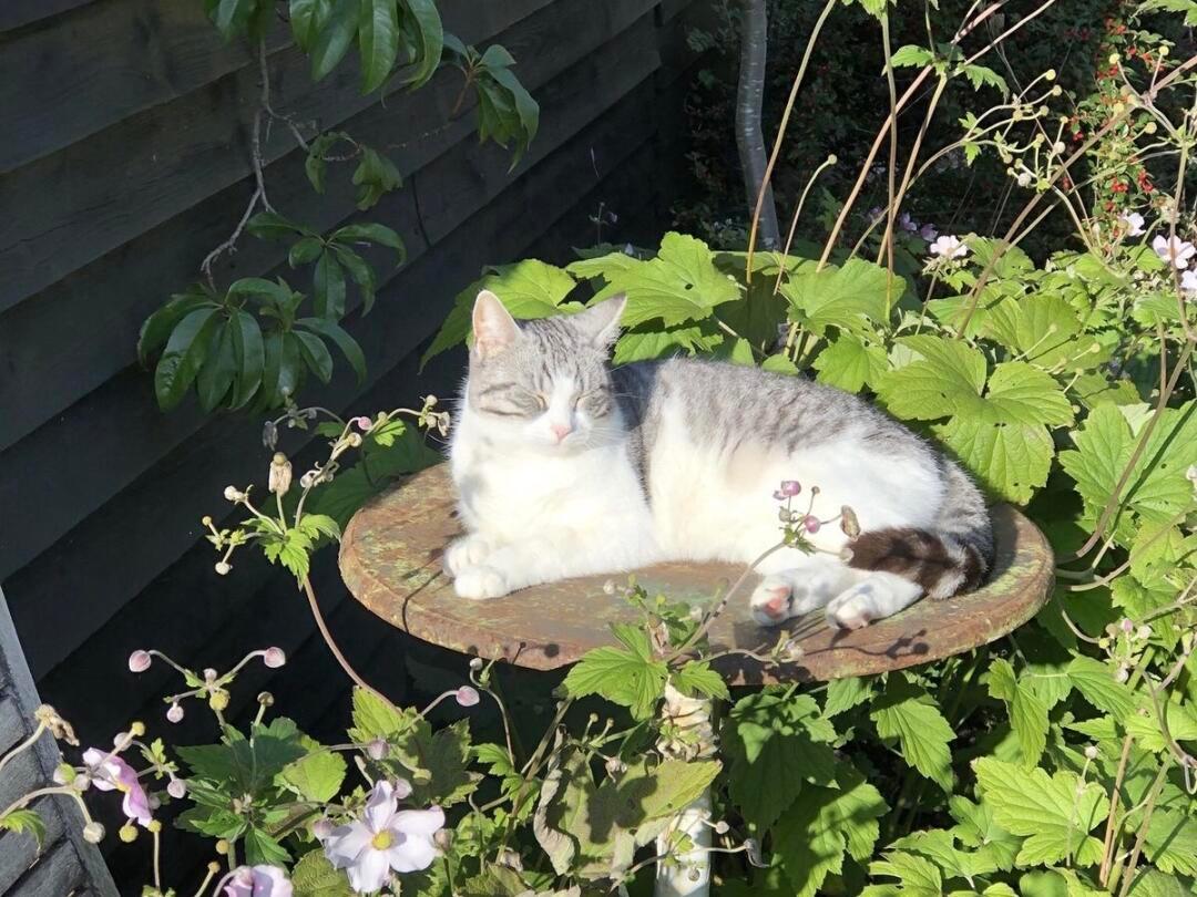 𝖢𝖺𝗍𝗌 𝗂𝗇 𝗀𝗋𝖾𝖾𝗇🐈☘️ 