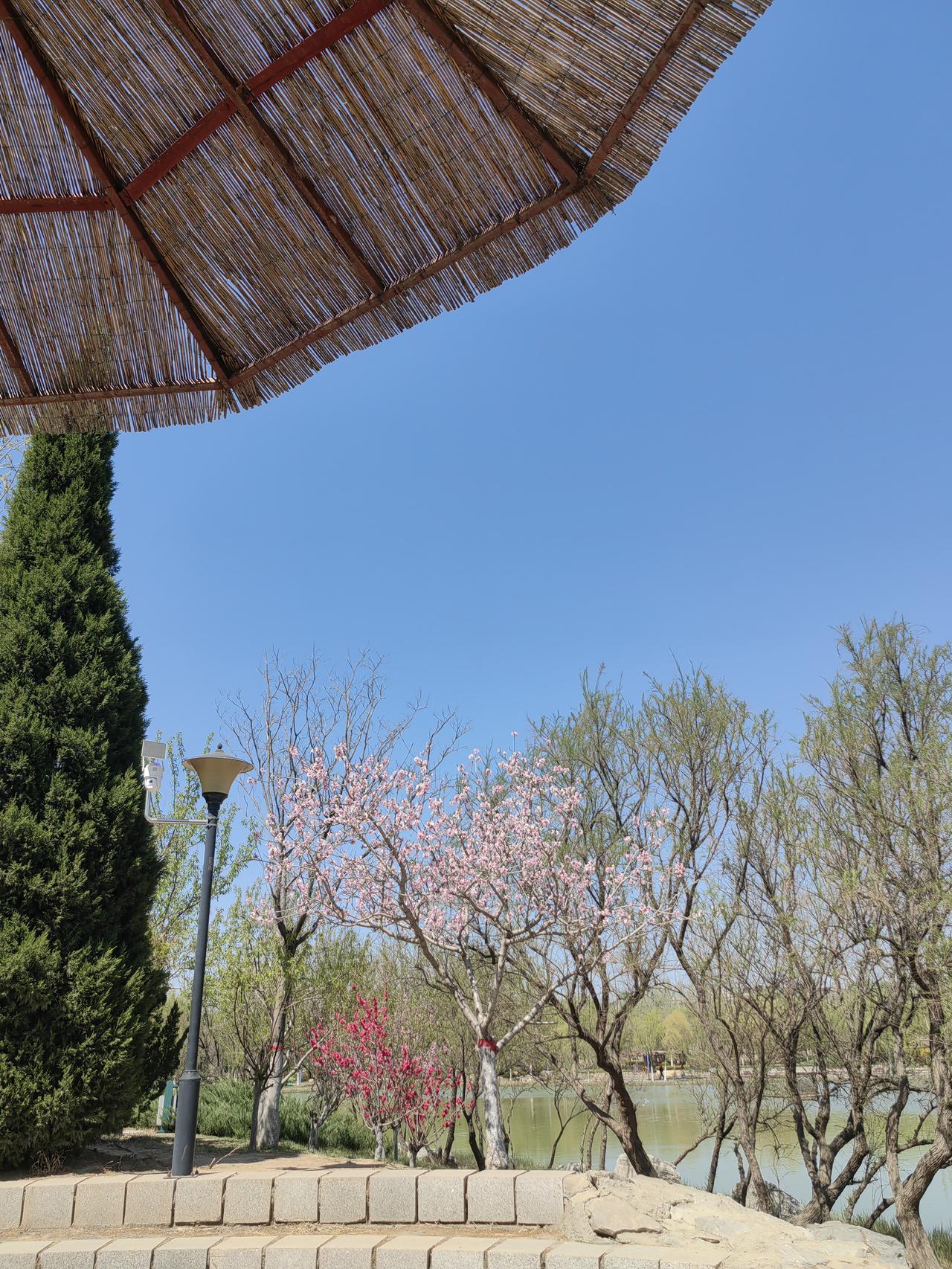 春日生活打卡季清明假期最后一天，逛逛公园收尾，舒服又自在。春风一吹，花全开了，湖