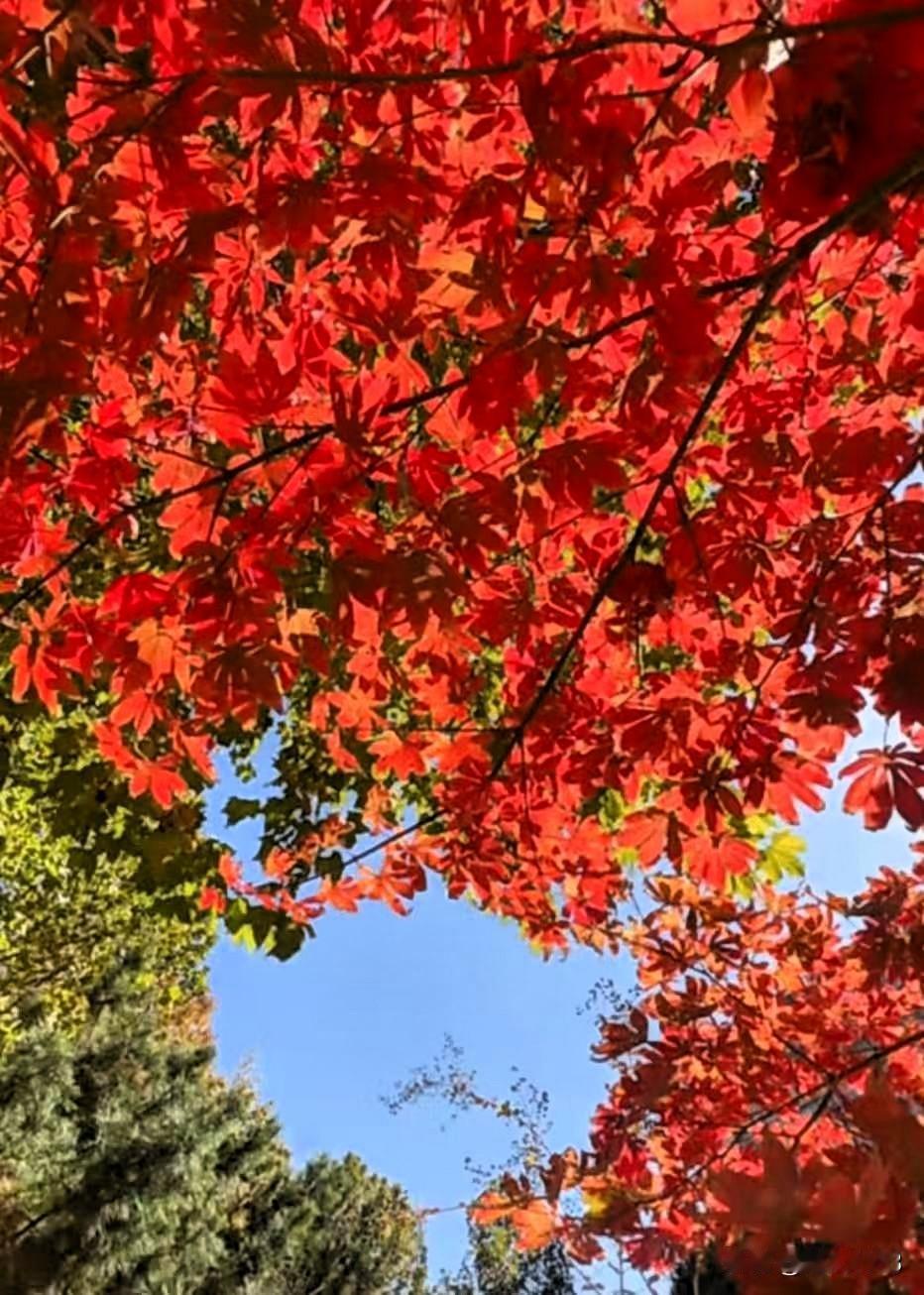 友们上午好！
最美的季节是深秋。

枫叶片片寄深情，
红红的枫叶美如画。

这是