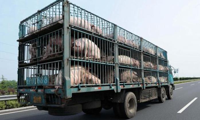 检疫证齐全，37头猪高温死在路上：“运肉”喊了五年，为何活猪还在跑长途？

9月