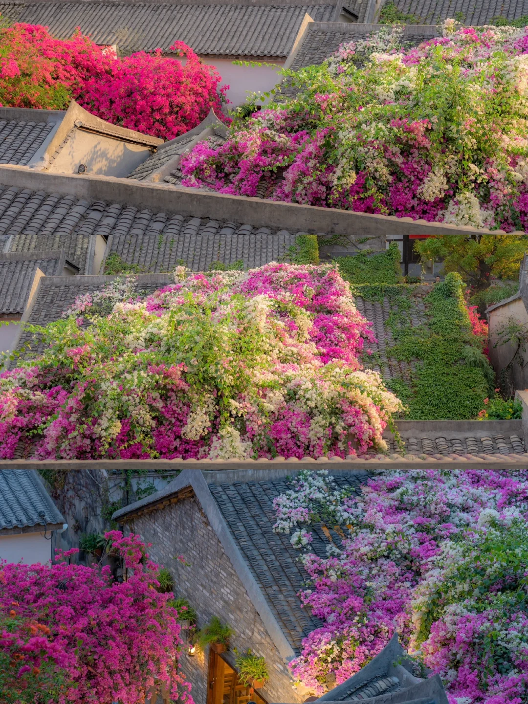 深圳甘坑|开满屋顶的三角梅美爆了‼️