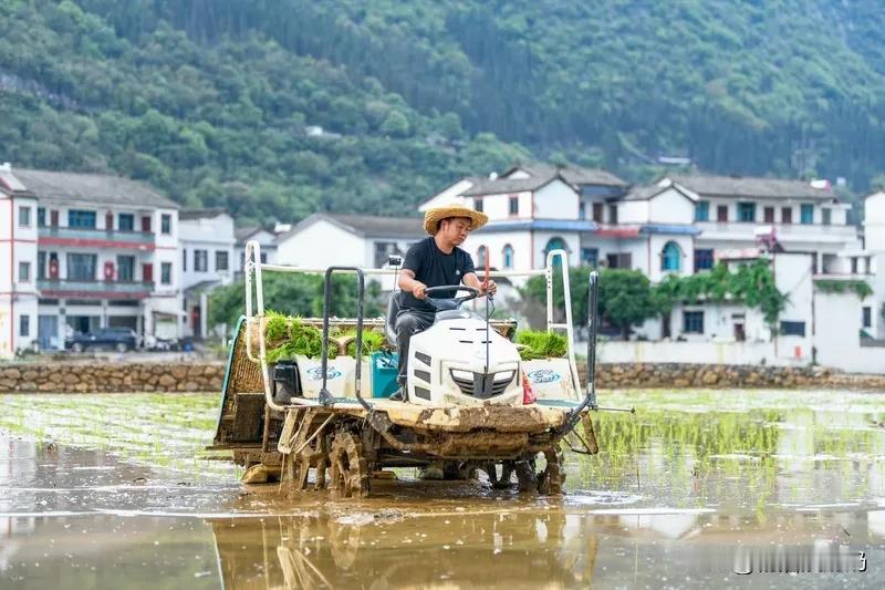 一天有一暴，田埂上都收稻。这是老农民的口头禅。（一暴指下急雨）这几天，我们这里每