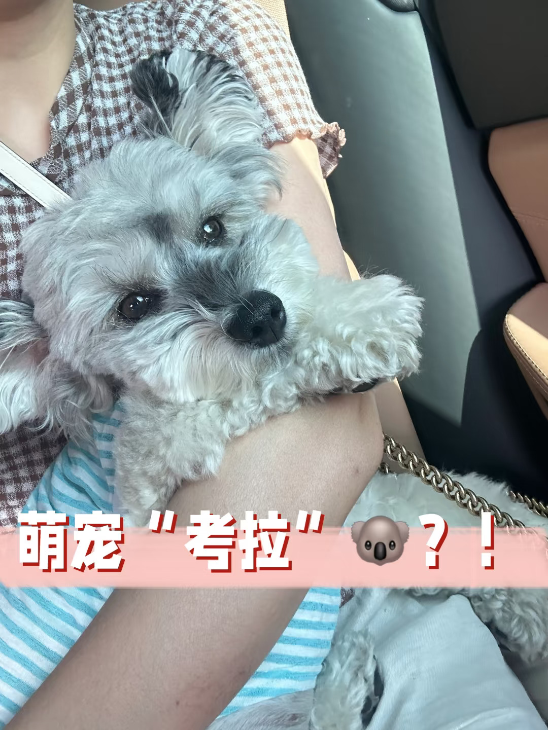 哪里是小狗这是挂在身上的考拉🐨