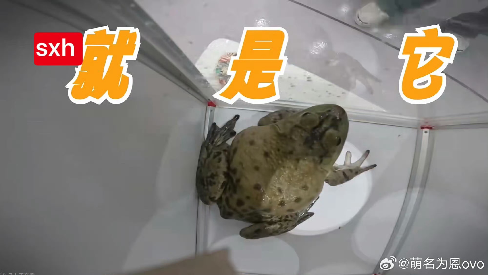 偶遇🐸 