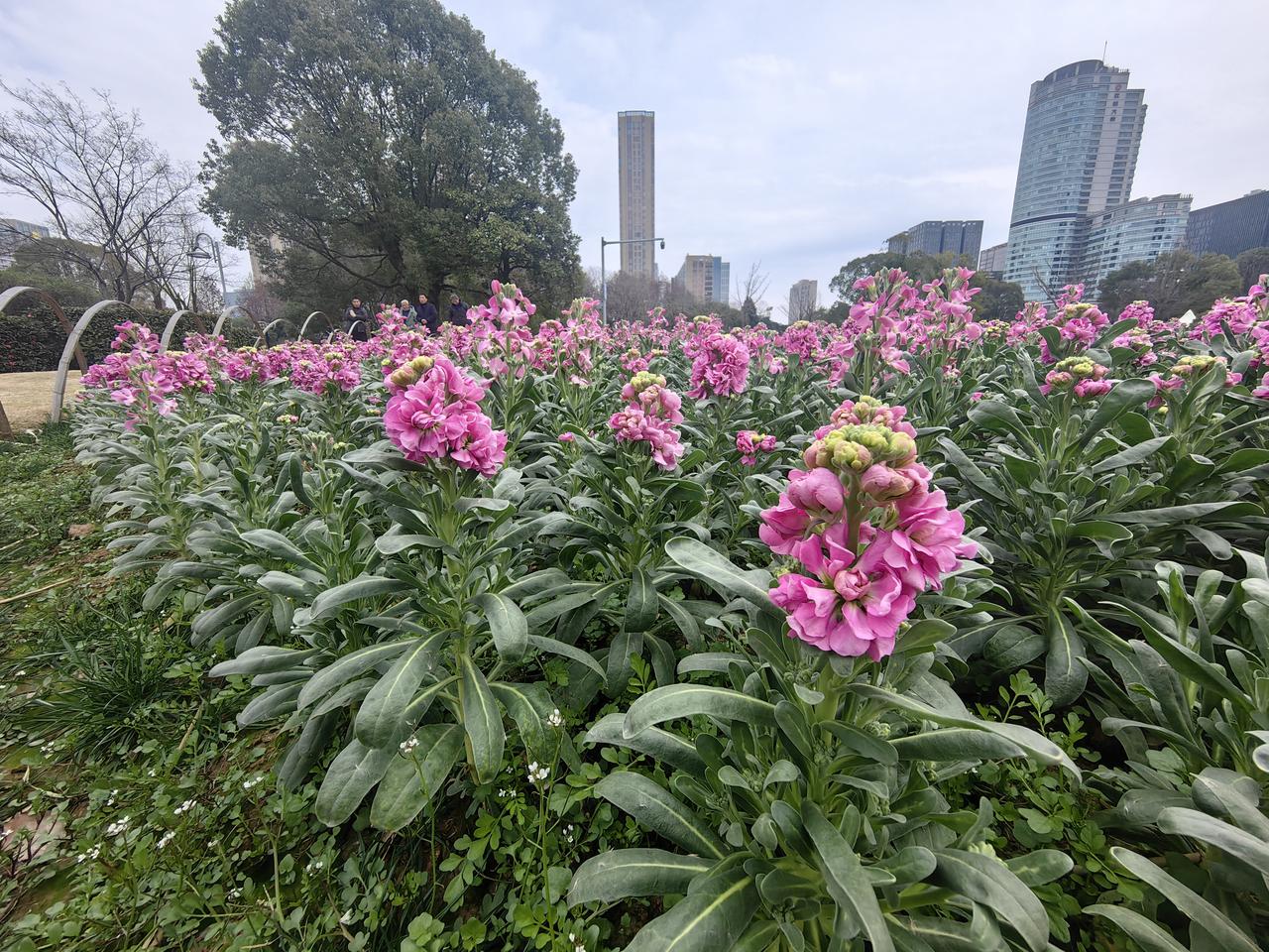 分享一张你拍的好看的风景照春节逛公园随手拍的