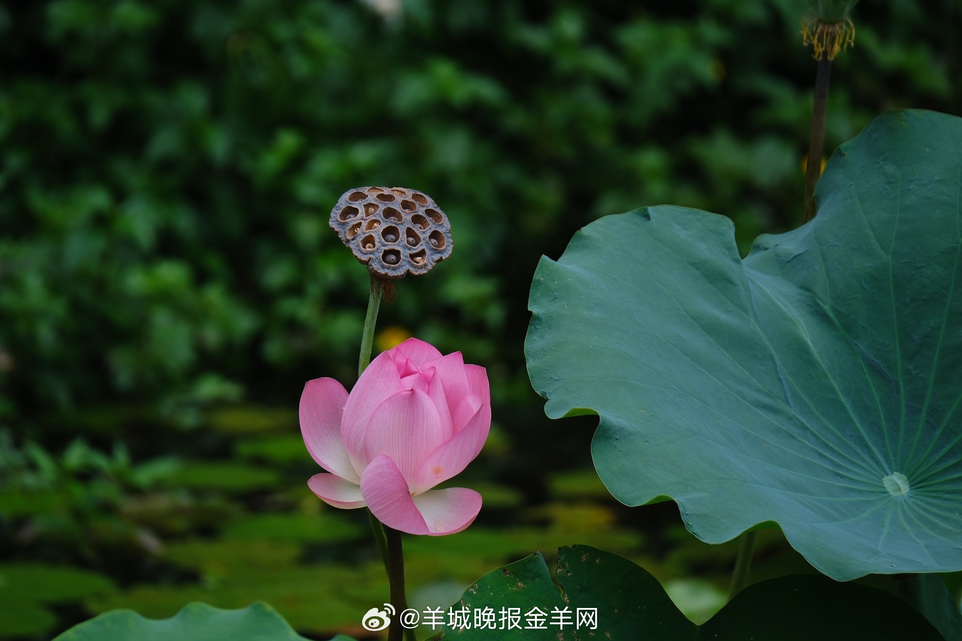 #晚安#把心从过往收回，好好善待此刻的自己，便是最好的和解。 ​​​