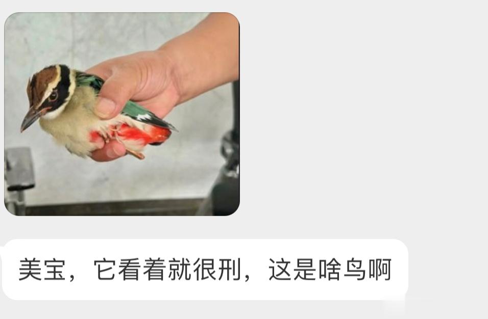 身上有好多色彩的【仙八色鸫dōng】确实刑，二级保护鸟类！ ​​​