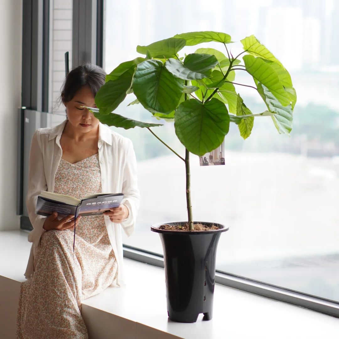 🌿爱心榕，家居绿植新宠🌿