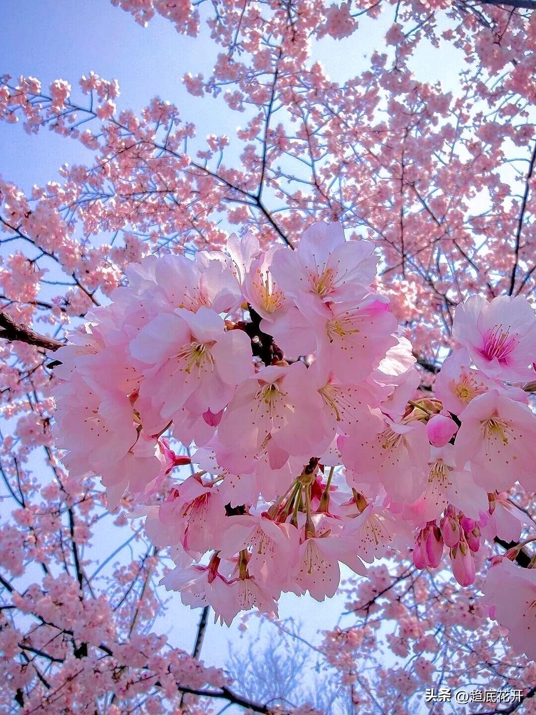 今年春天最想实现的心愿有钱花！