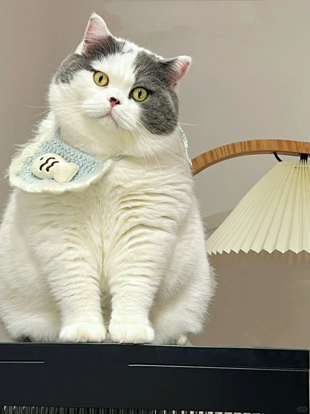 看什么看！没看过蒜瓣毛猫猫嘛？