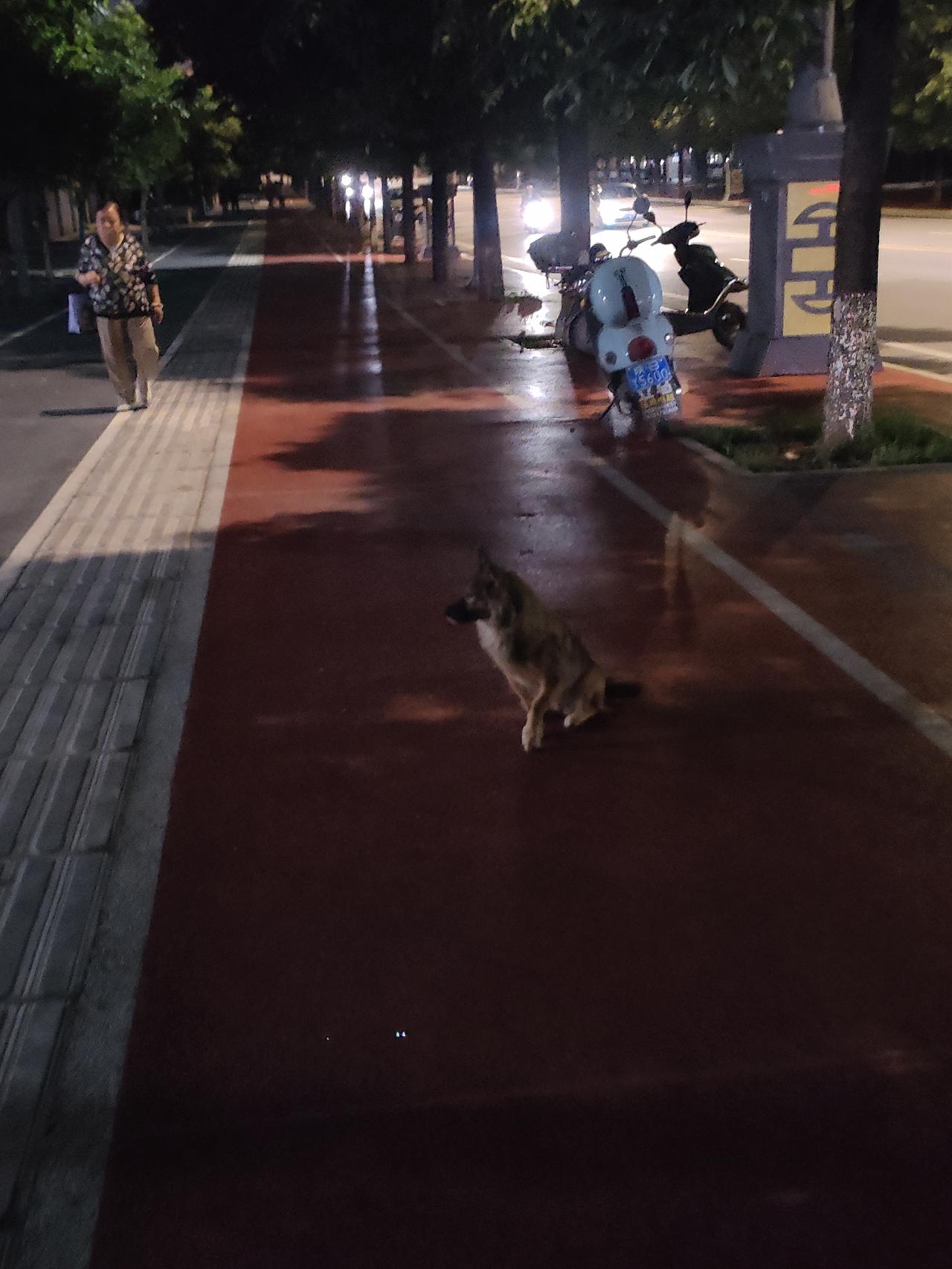 晒图笔记大赛夜色笼罩街道，路灯洒下微光。几只小狗徘徊在路边，成为城市夜色里一抹特