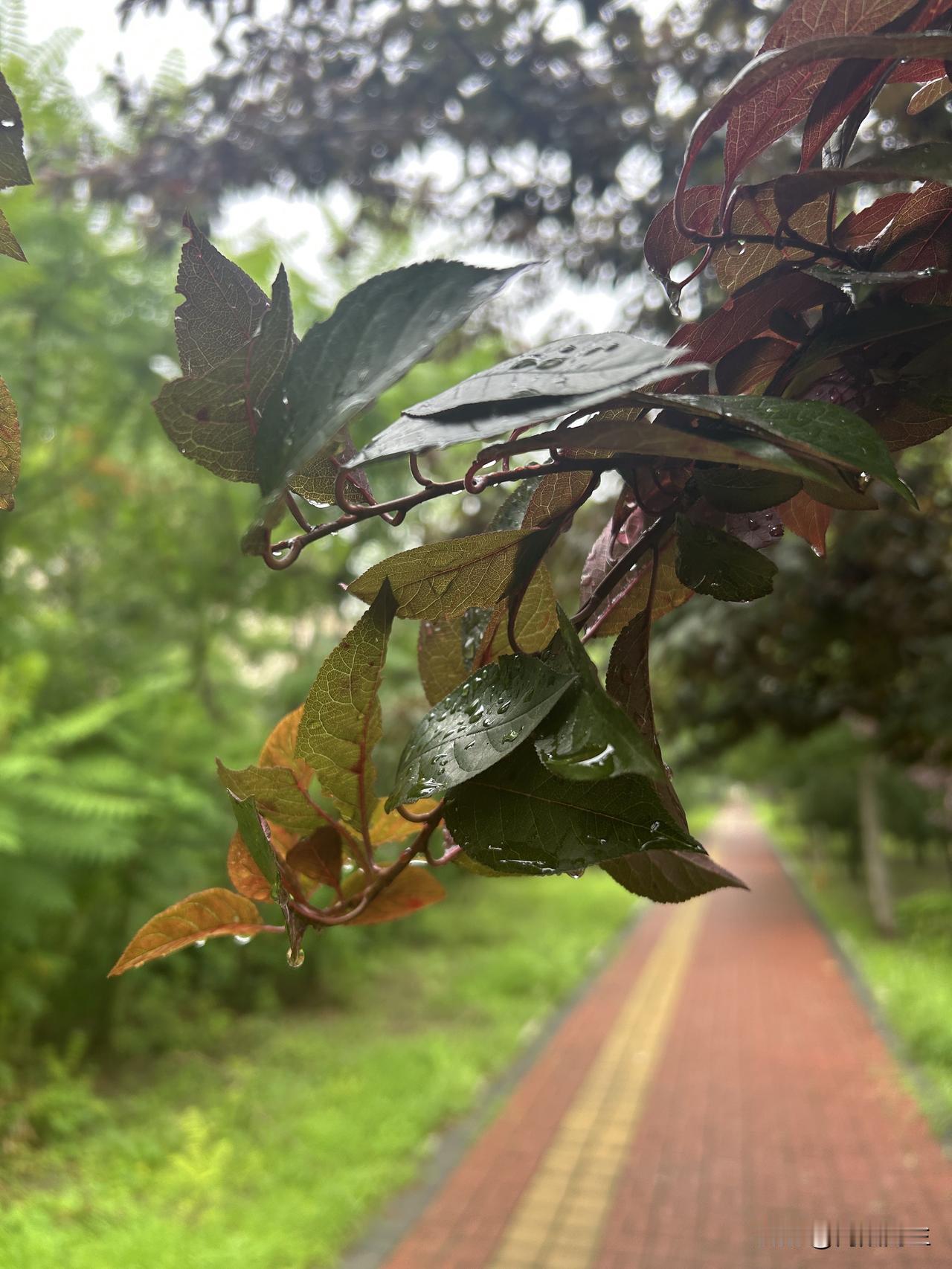 这两天非常奢侈的享受了一把，昨天下了一天的雨，但是依旧闷热，开了一天的空调，看了