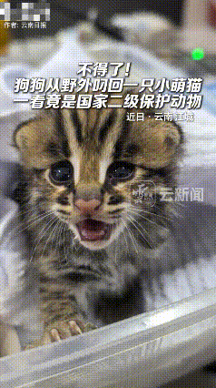 不可思议 ！云南江城，一只热心肠的狗狗野外玩耍时偶遇“小猫咪”，见它孤单无助，二