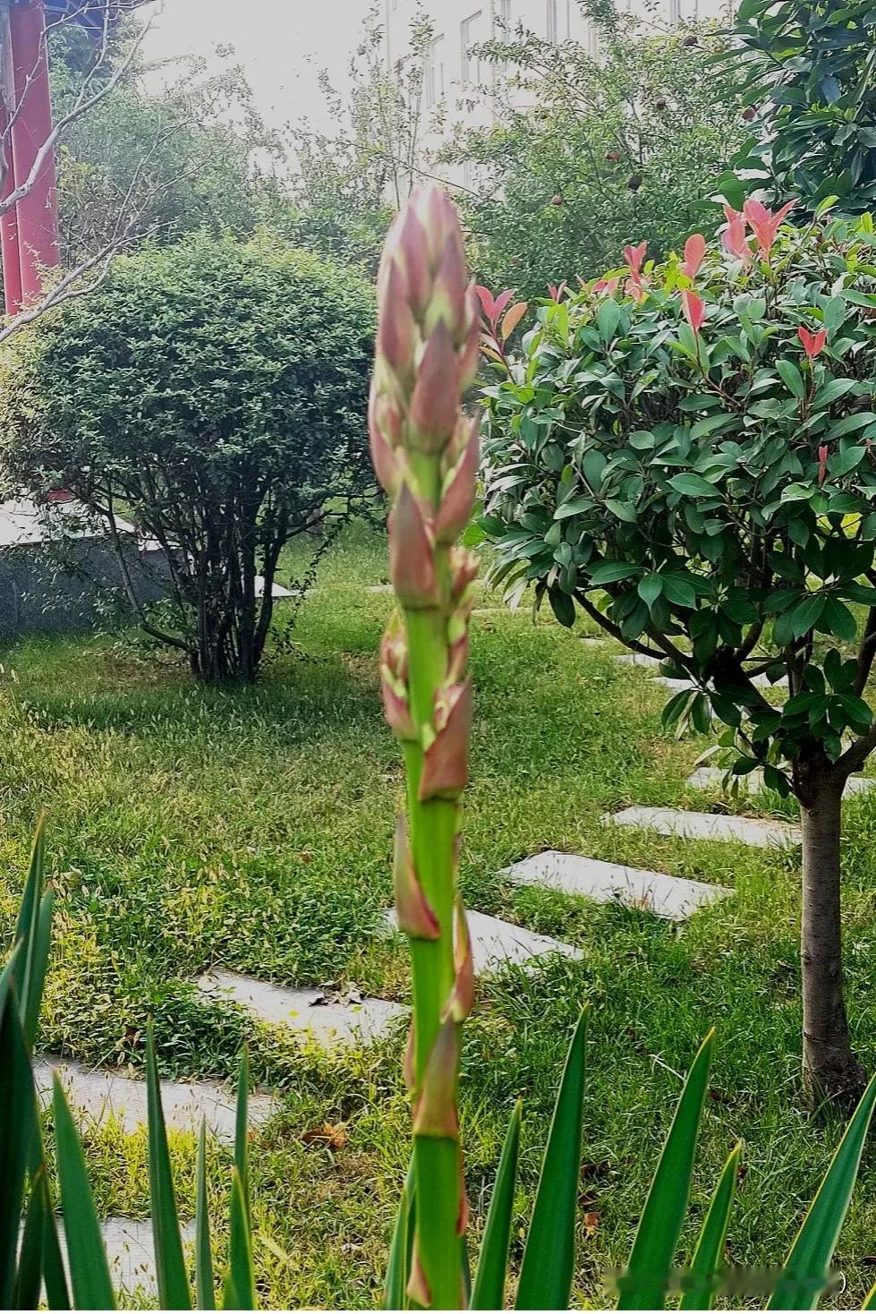 凤尾丝兰。#冬季花草随手拍# #随手拍摄的绿植# #秋日绽放的花# #奇特植物随
