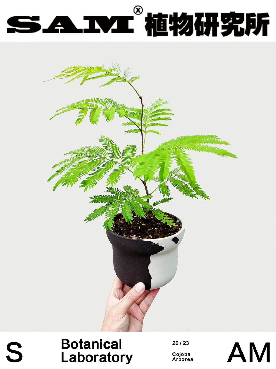 密叶猴耳环｜Cojoba Arborea