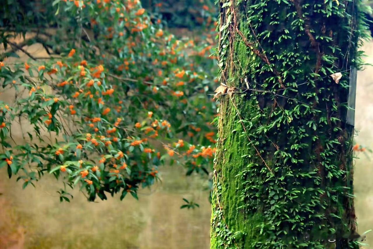 又说到孩子的问题[捂脸][捂脸]

我有个粉丝，儿子找了个她非常看不上的女人，家