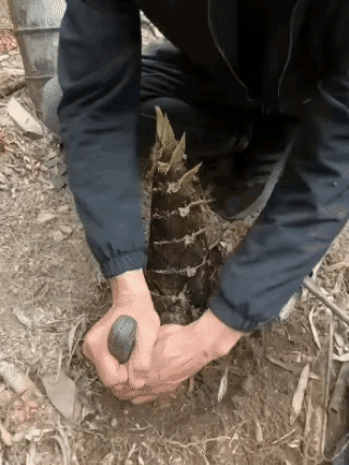  层层剥笋方逢肉，心急难吃热豆腐。