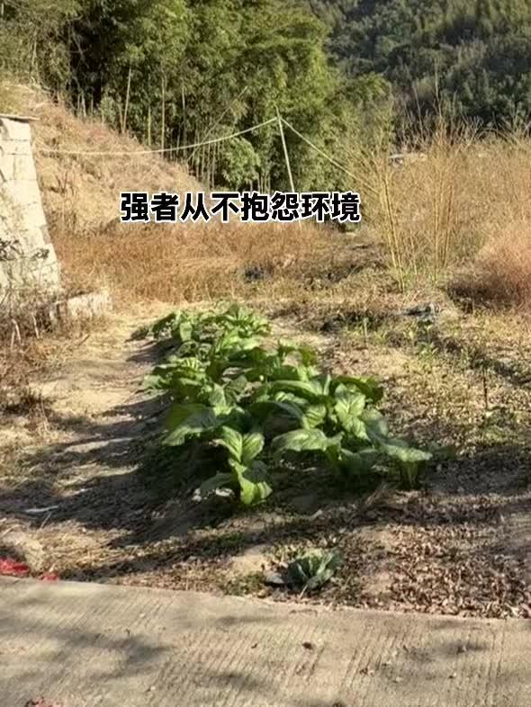 回村也要出片