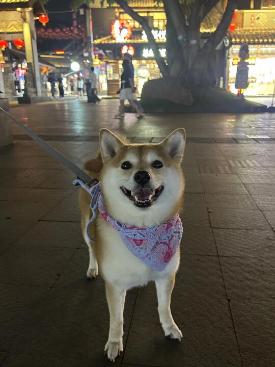 你们好，我去重庆玩了，还买了一条小围脖