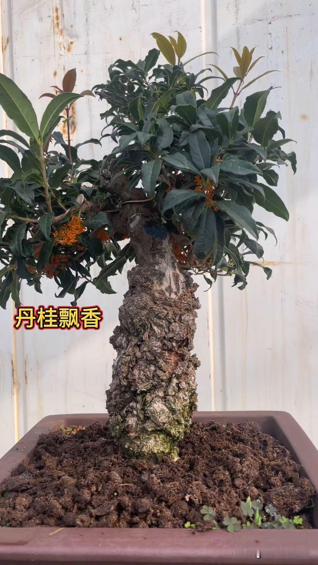 桂花树会结果吗有的品种是会结果子的，例如金桂籽，丹桂籽，银桂籽，结籽月桂等品种都