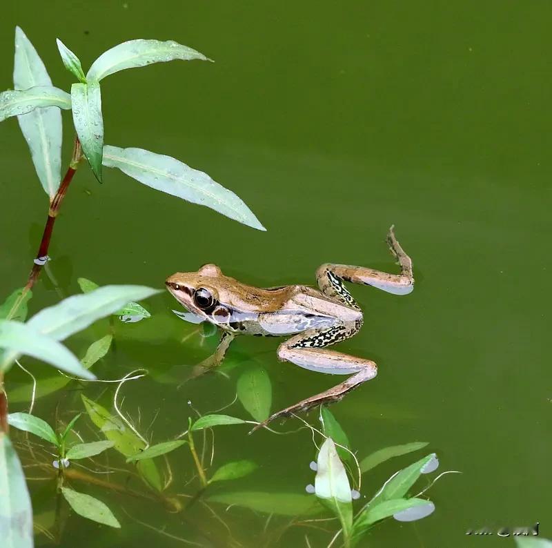 看到“绿水浮蛙叫”这个上联，瞬间来了兴致。上联描绘了一幅绿水之上青蛙欢叫的画面，