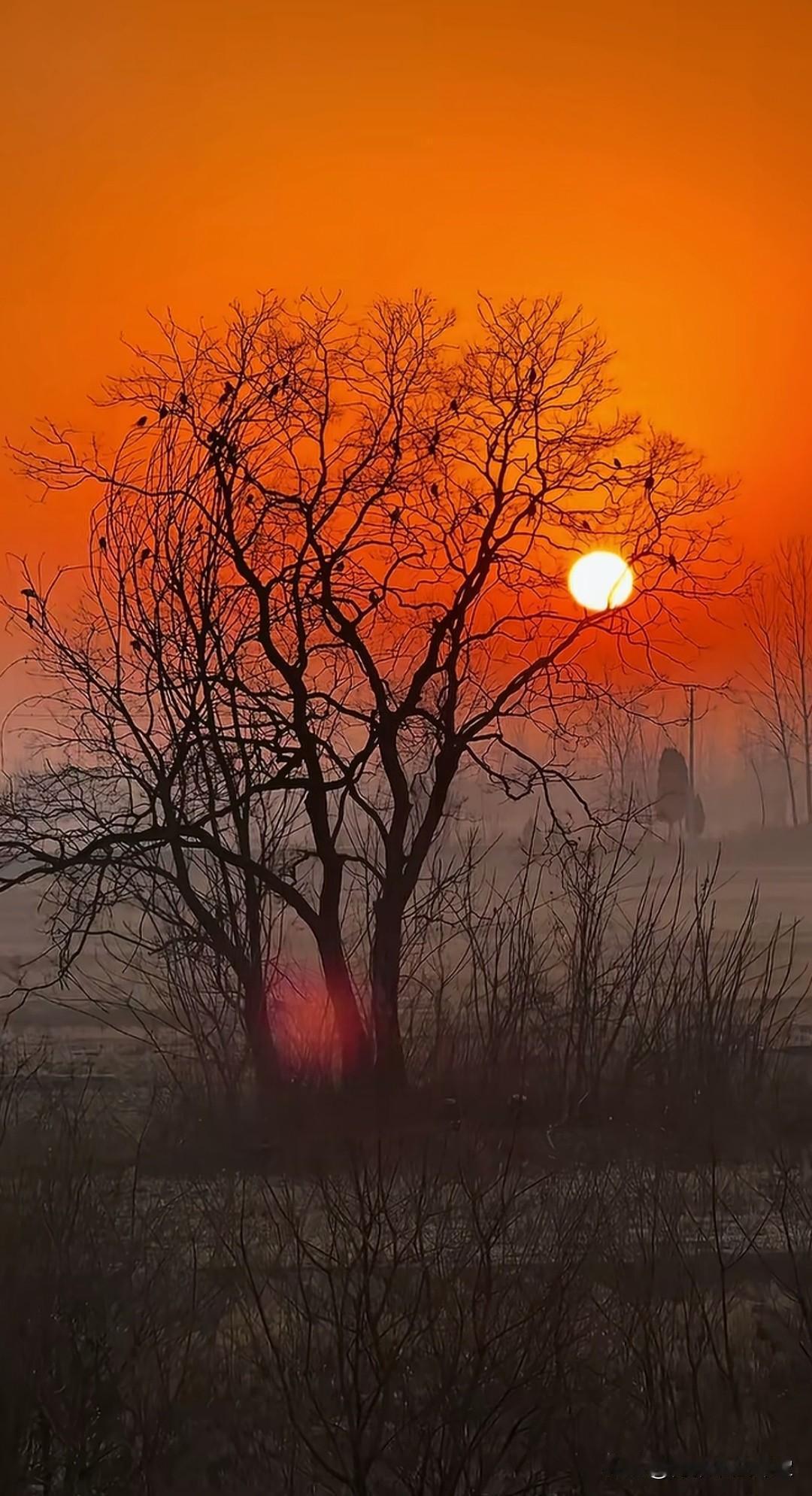 明知夕阳留不住，
偏对余晖寄深情。