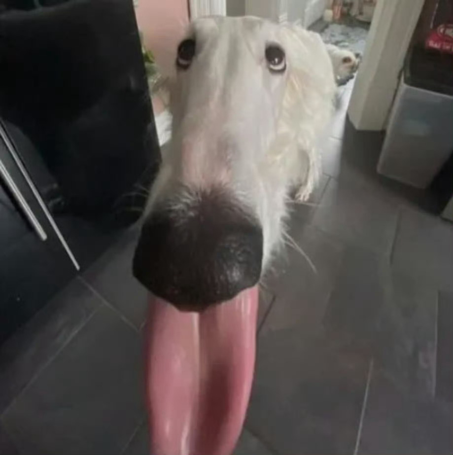 其实我真的觉得成何体统很好看 