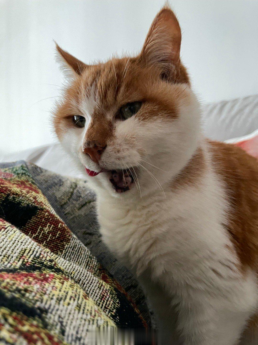 #萌宠那些事[超话]# 这个下午，就跟罐头渣都没擦干净的小猫咪一起度过吧！#明天