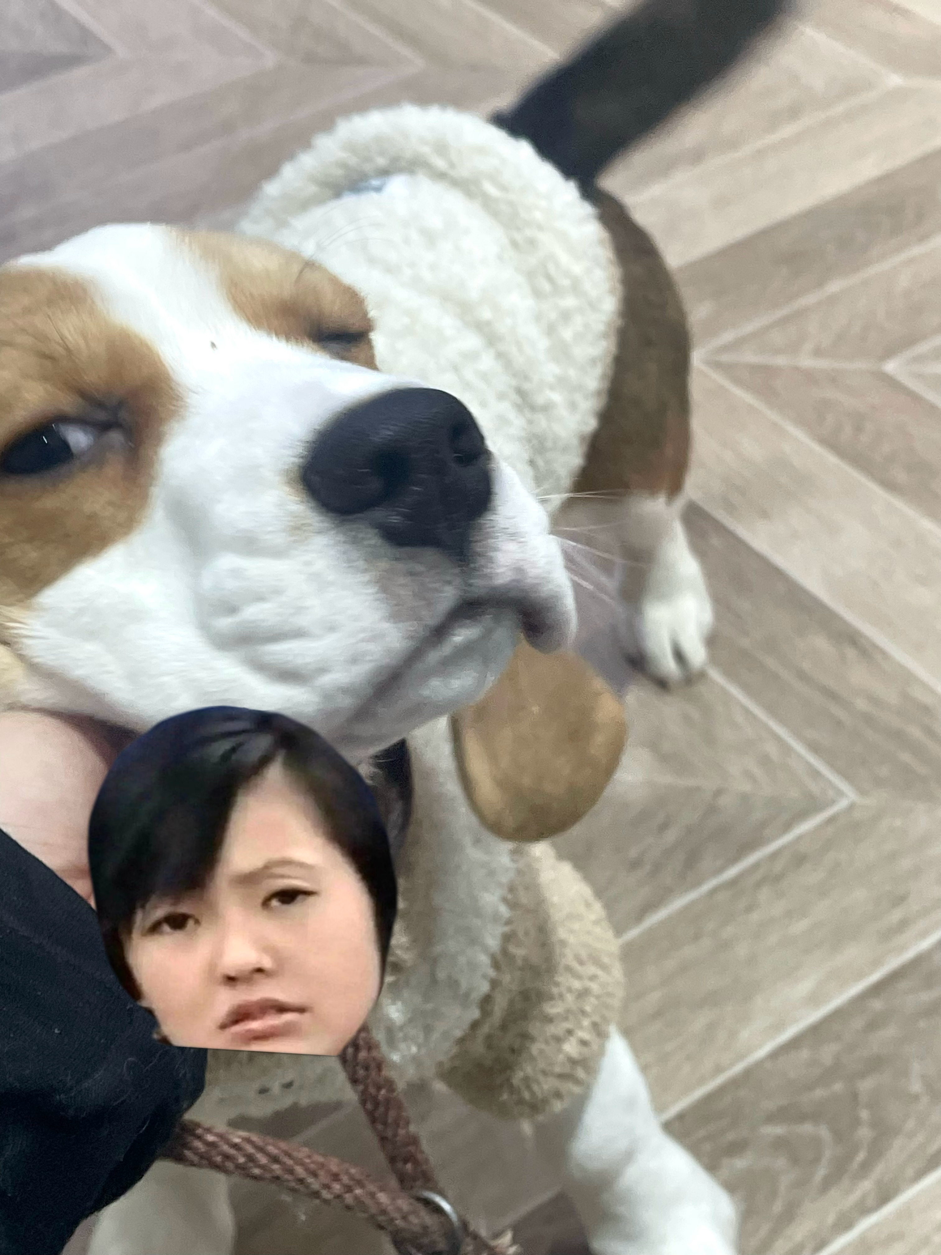 第一天最后一天我会想你的小比格 