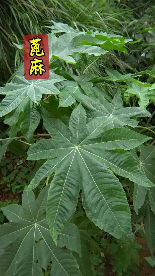 你可能没想到，让战斗机在高空正常运转的润滑油，原料来自一棵会毒死人的草。
 
这