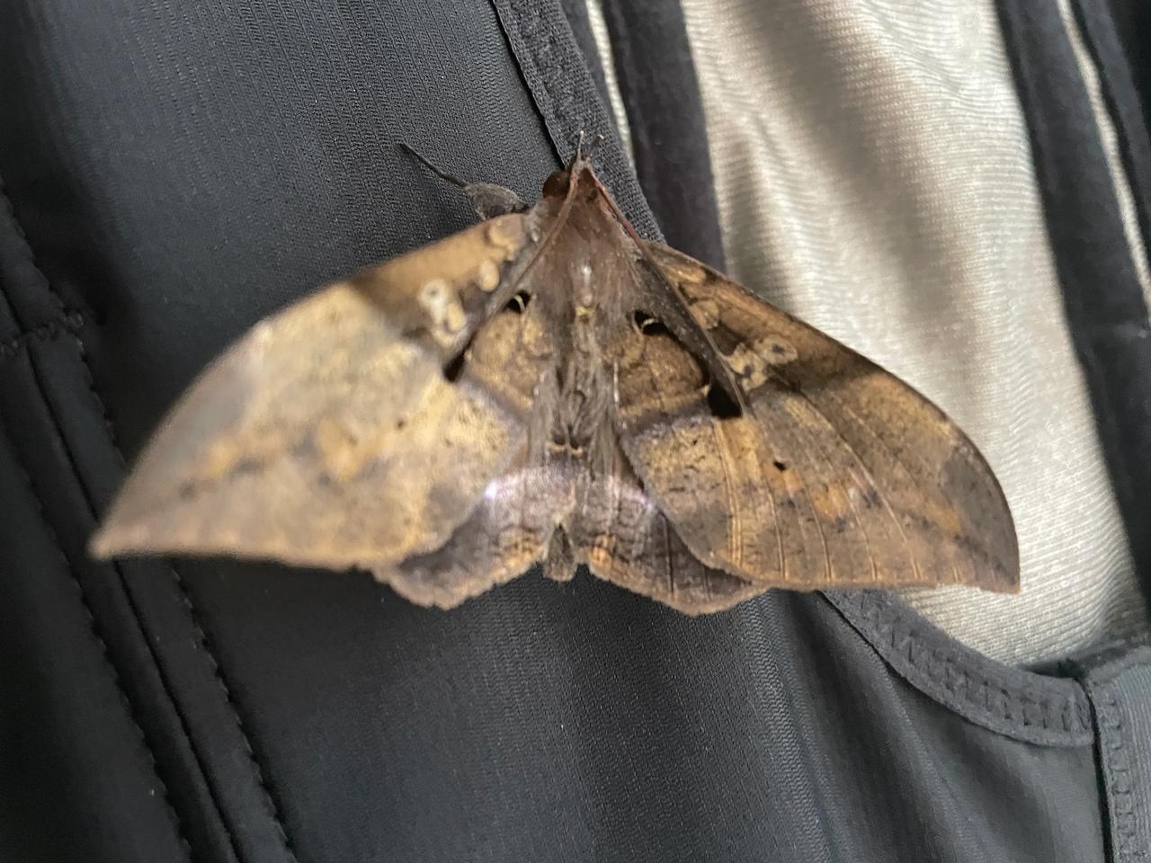 #晨跑打卡#
师宗县依菲儿曼店
你若盛开、蝴蝶🦋自来。